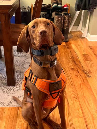 Customer photo review of NEW Reflective Blaze Orange Team K9 Tactical No-Pull Dog Harness with 4 Metal Buckles, Reinforced Front V-Ring, & Reflective Strips (Available Now!)