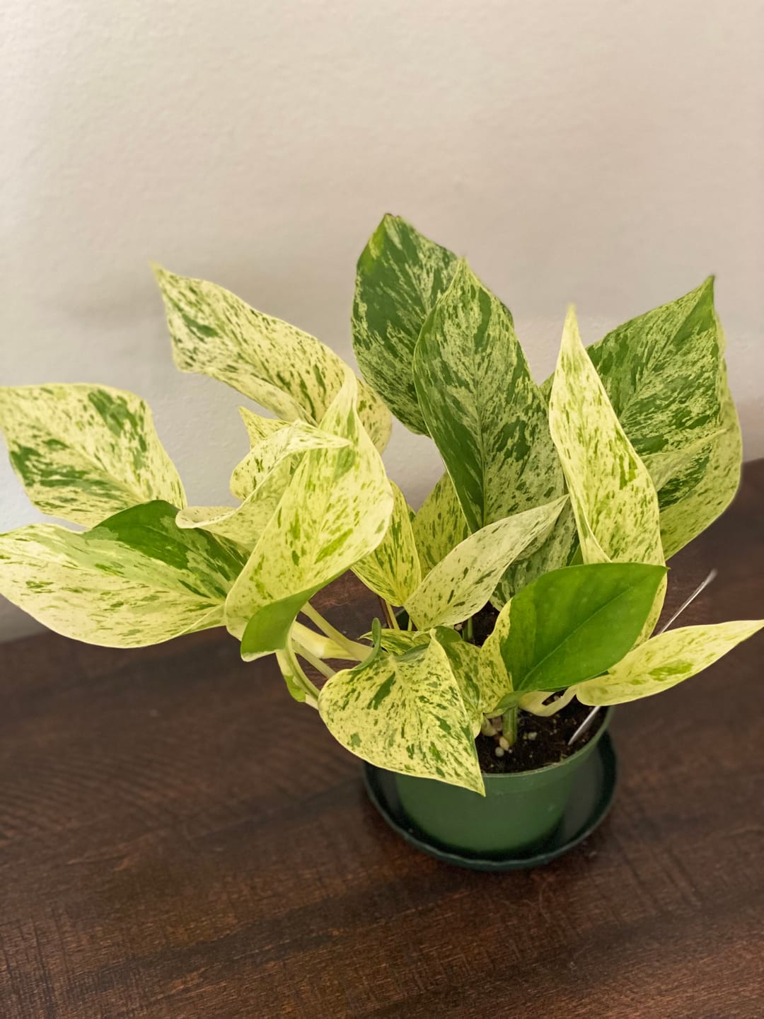 Customer photo review of Pothos Epipremnum aureum 'Marble Queen'