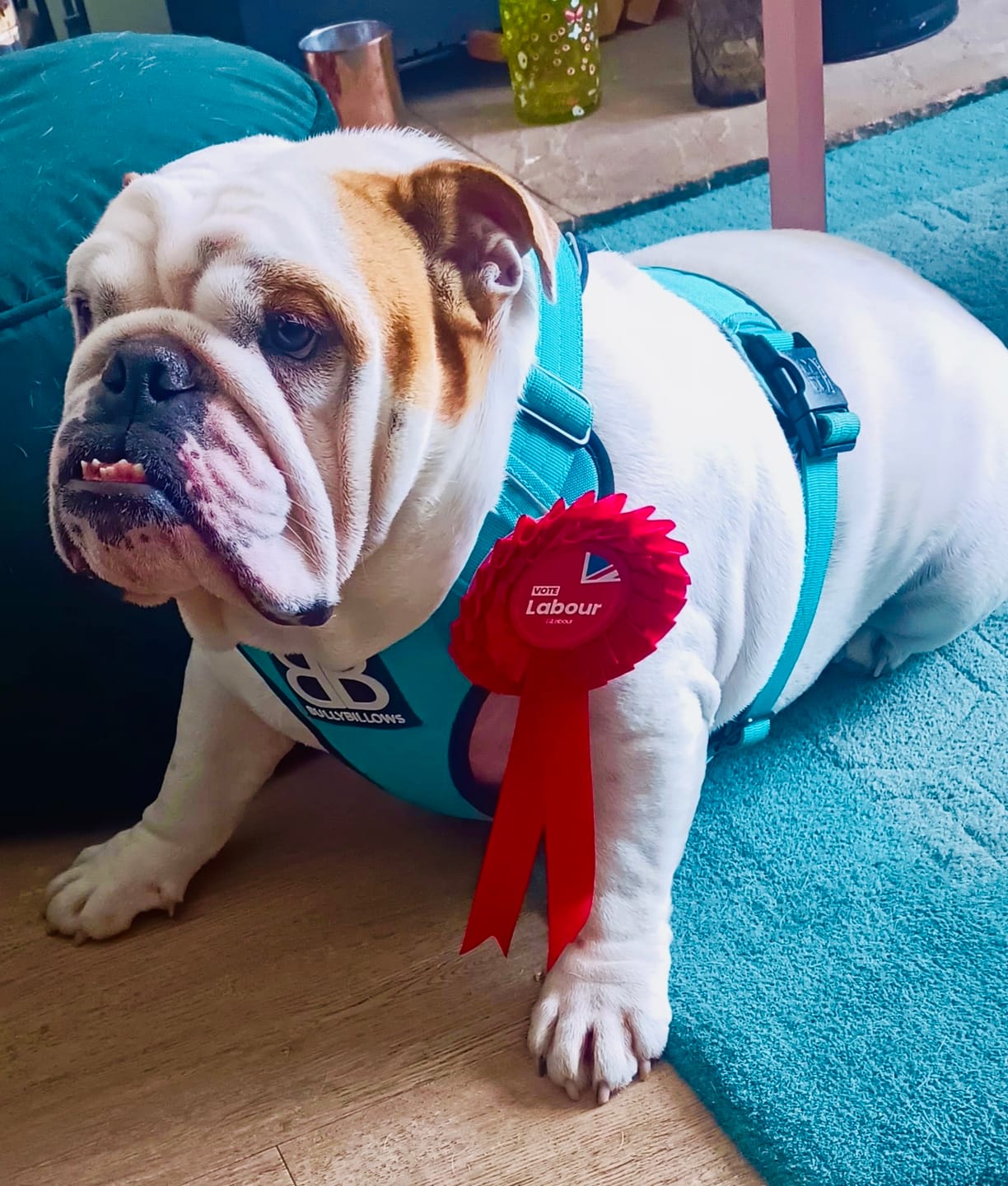Customer photo review of Premium Comfort Harness | Non Restrictive & Adjustable - Turquoise v2.0