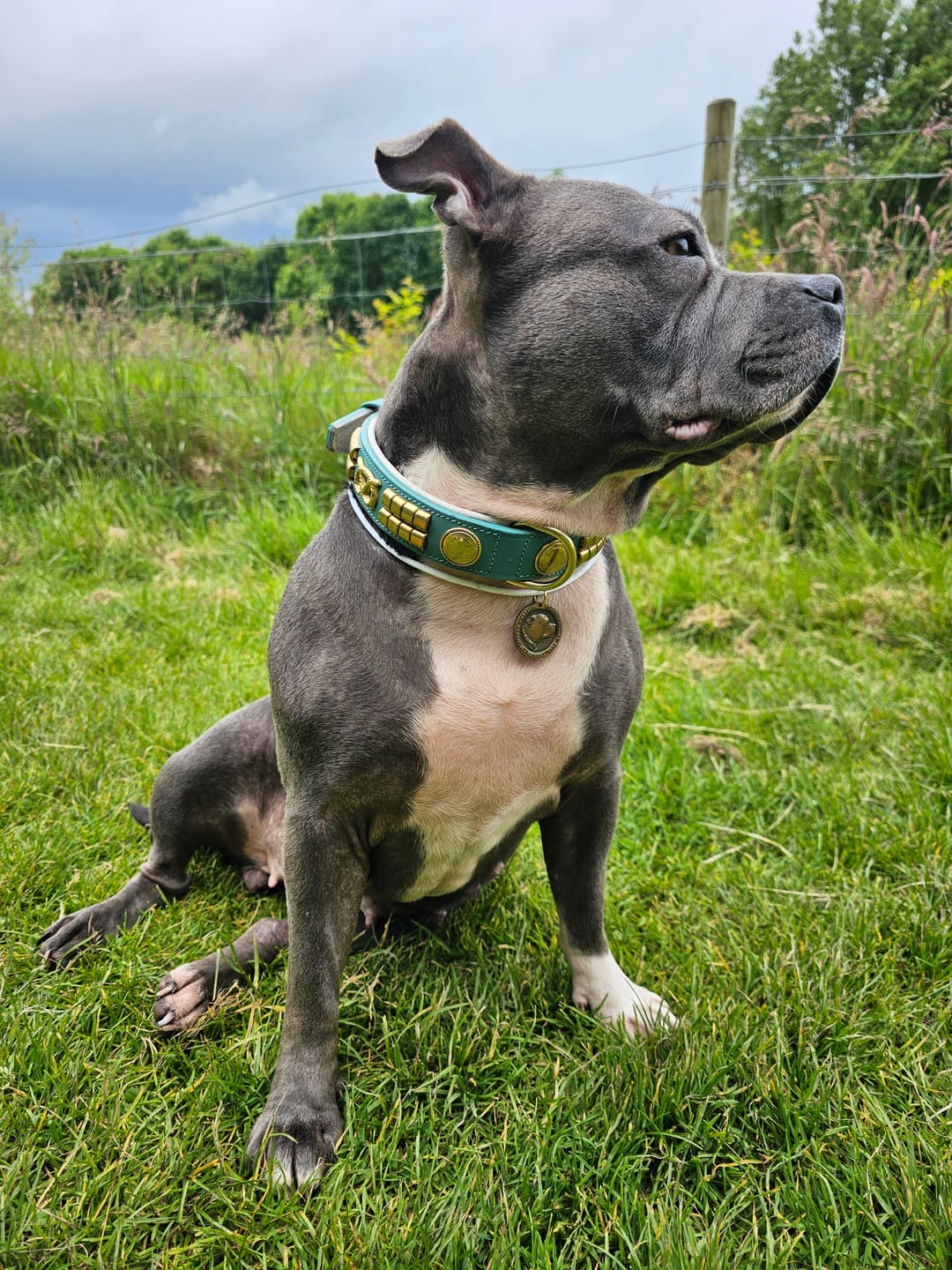 Customer photo review of Staffordshire Bull Terrier 1935® Leather Collar & Leash Set - Jefferson - Turquoise/Gold