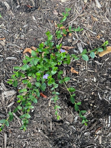 Customer photo review of Vinca Minor Bowles 50 count Flat