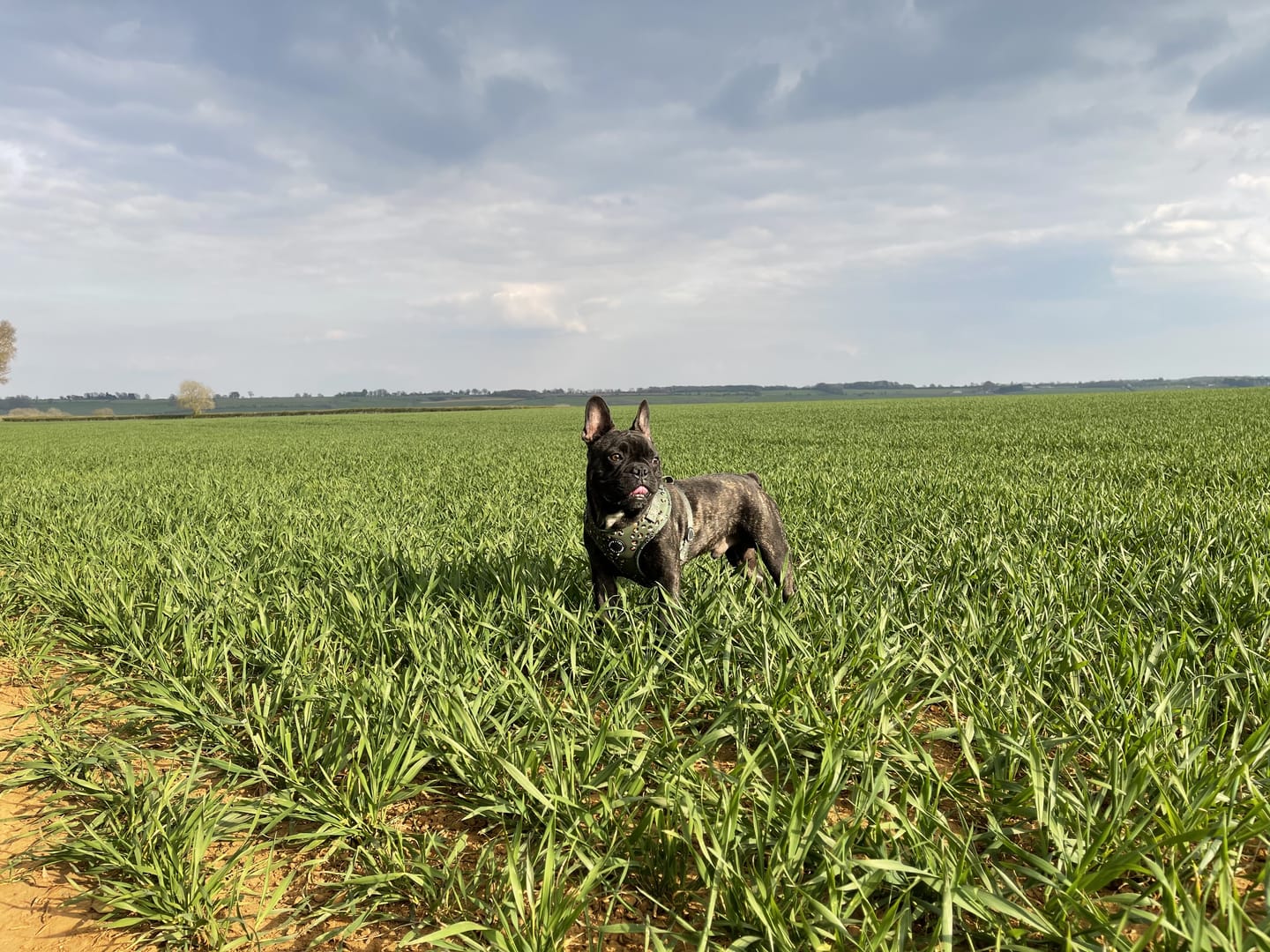 Customer photo review of Walk + Wear | Dog Lead | Wild Leopard - Khaki