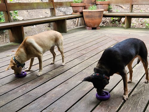 Customer photo review of Freez Doughnut - Super Durable Treat Toy