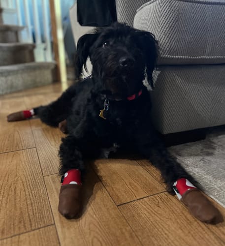 Customer photo review of Leather Dog Booties - Doccasins - 1 pair