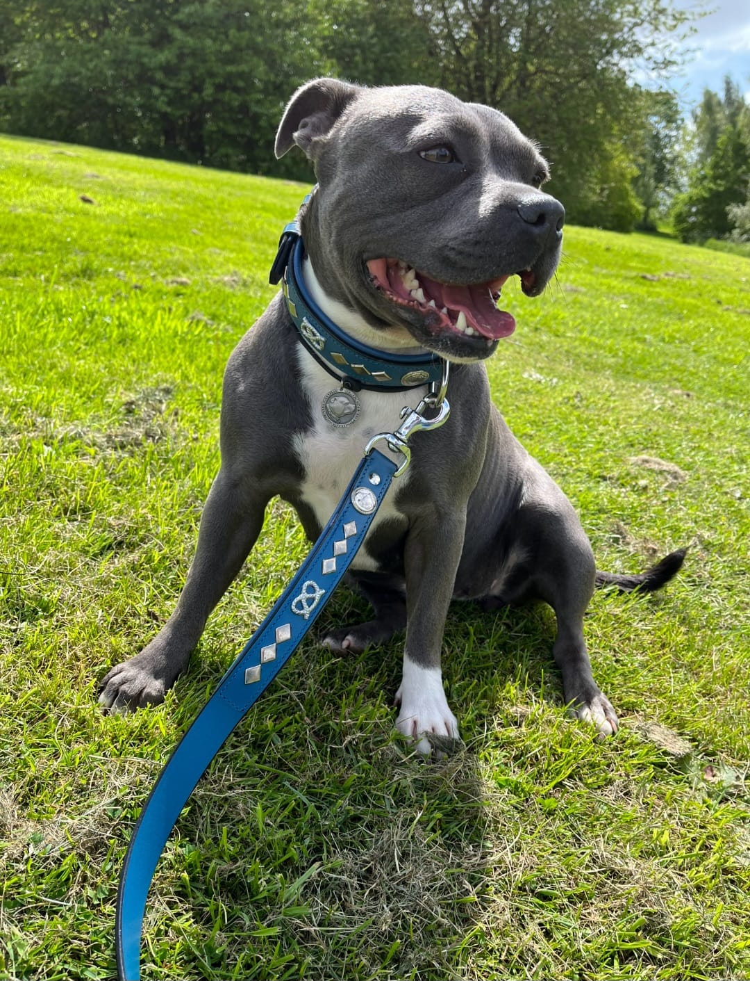 Customer photo review of Staffordshire Bull Terrier 1935® Leather Collar & Leash Set - Gentleman Jim - Blue/Silver