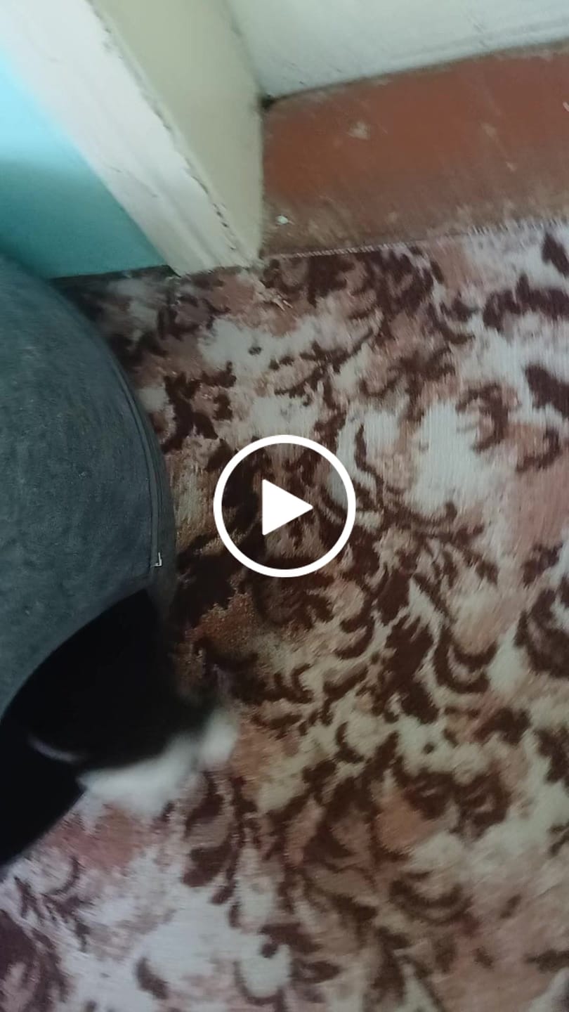 Customer video review of Tunel Krevet za Mačke