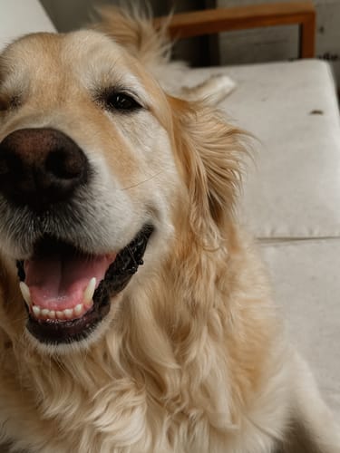 Customer photo review of GOLDIE LIGHTROOM PRESETS