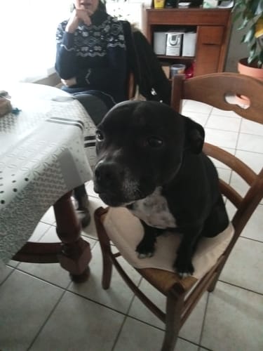Customer photo review of Collier Anti Aboiement PuppySafe