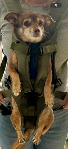 Customer photo review of PawPal Voyage Veste