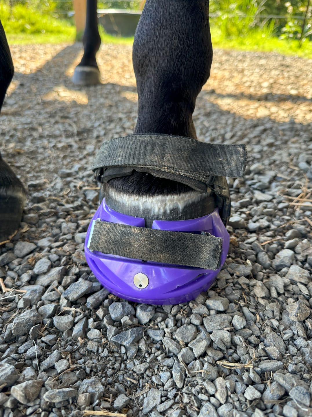 Customer photo review of Renegade® Viper™ Mystic Purple