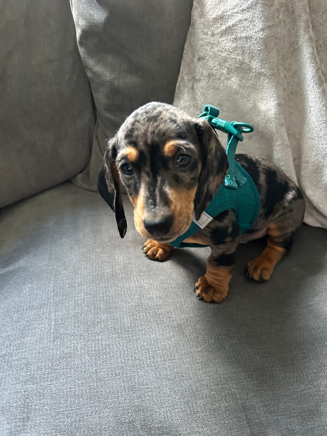 Customer photo review of Pawsome Pup Harness - Emerald