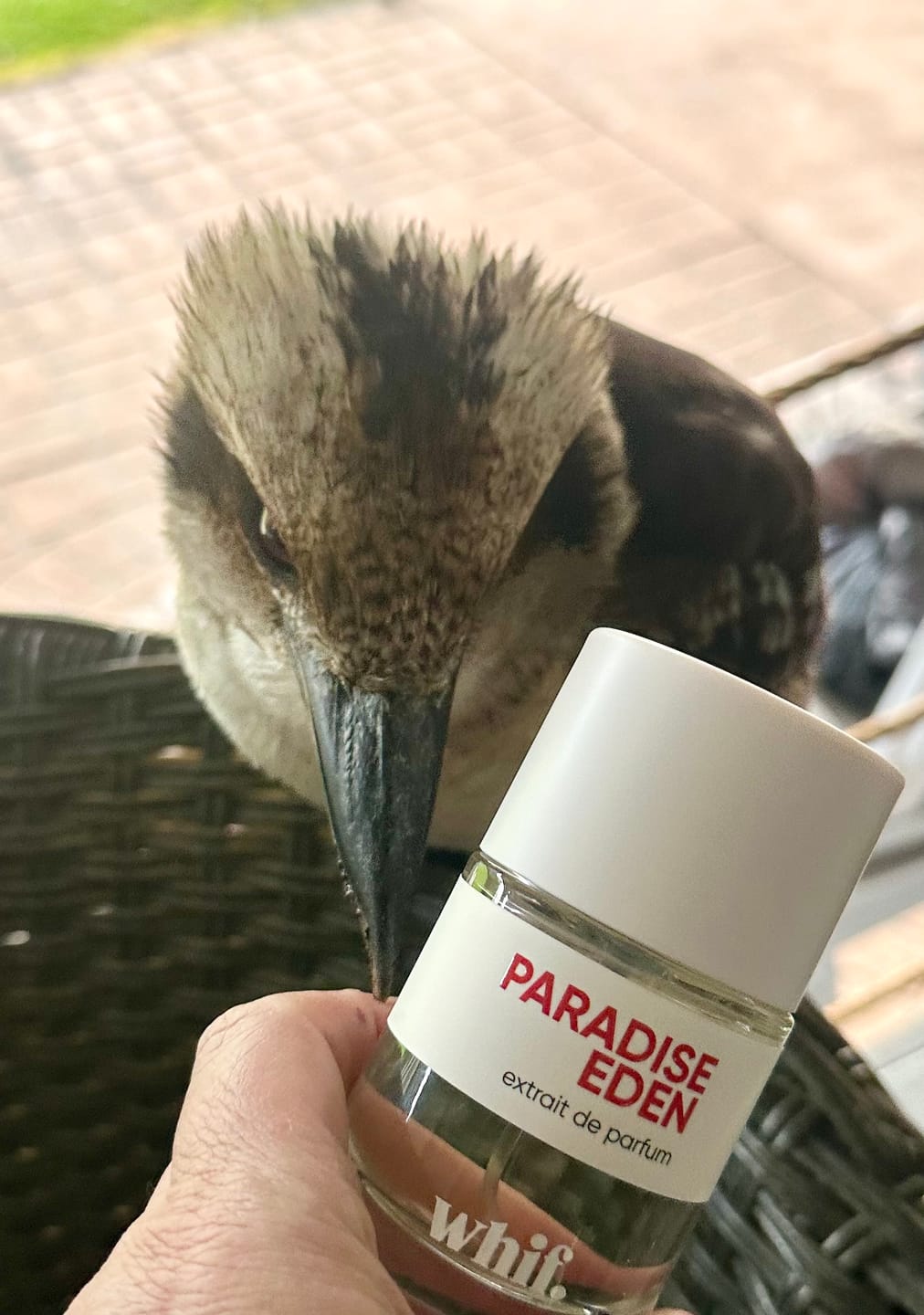Customer photo review of Paradise Eden