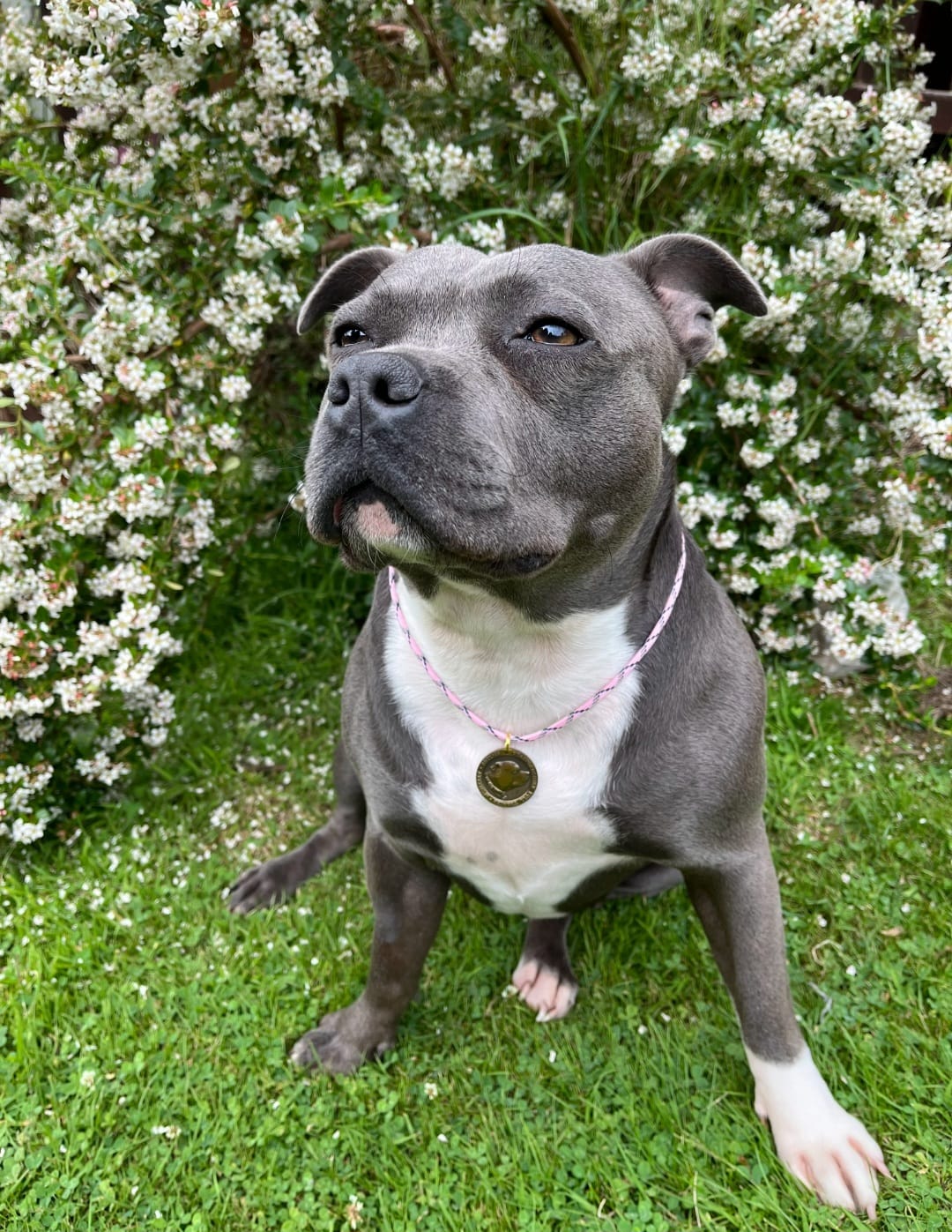 Customer photo review of Staffordshire Bull Terrier 1935® Nametag with Paracord String - Shiny