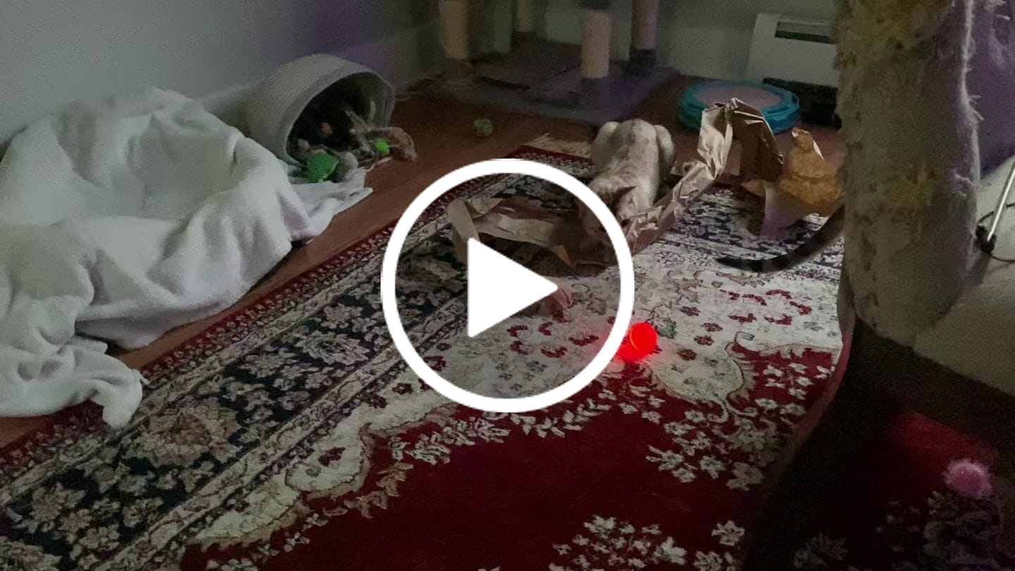 Customer video review of Whiska Ball (Special Edition)