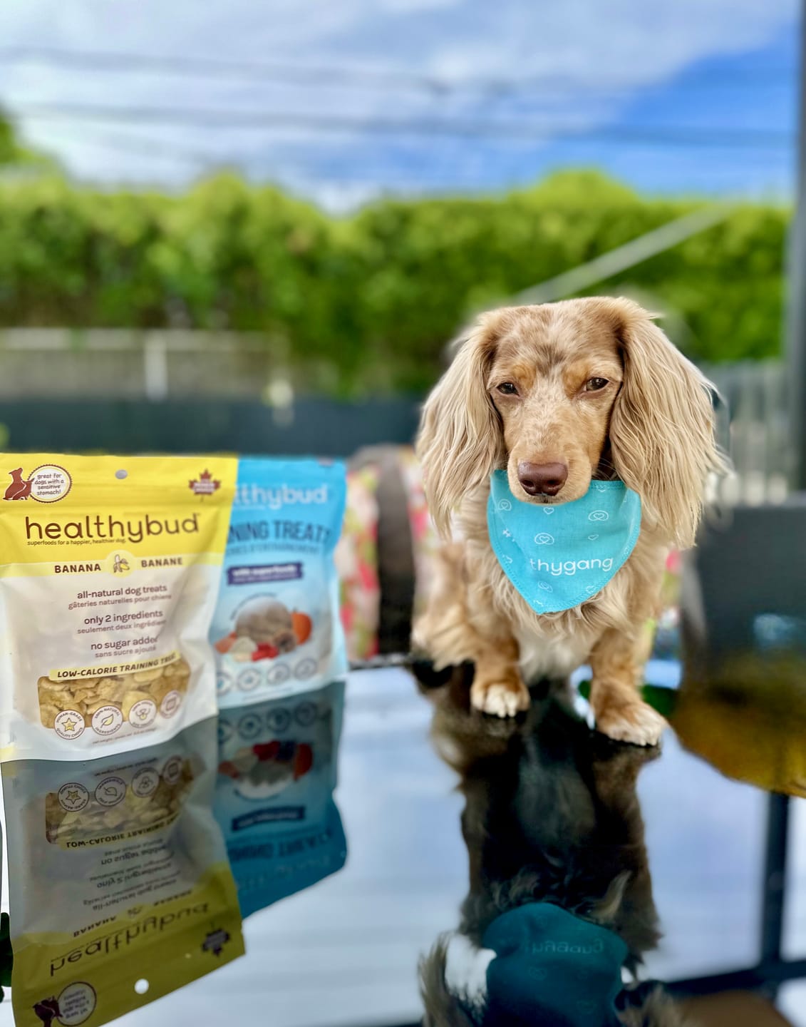 Customer photo review of Beef Mini Training Treats