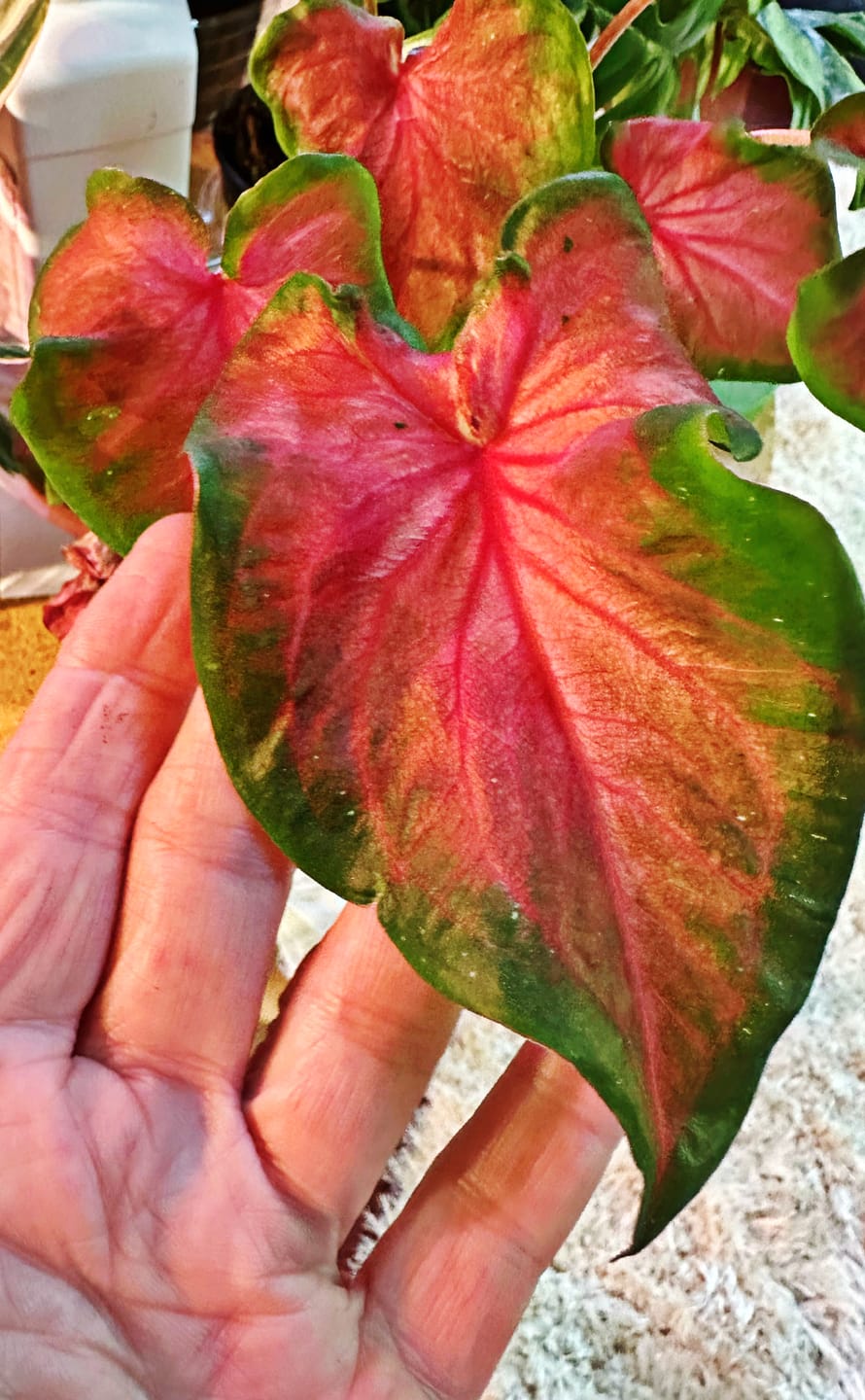 Customer photo review of Caladium 'Fairytale Princess'