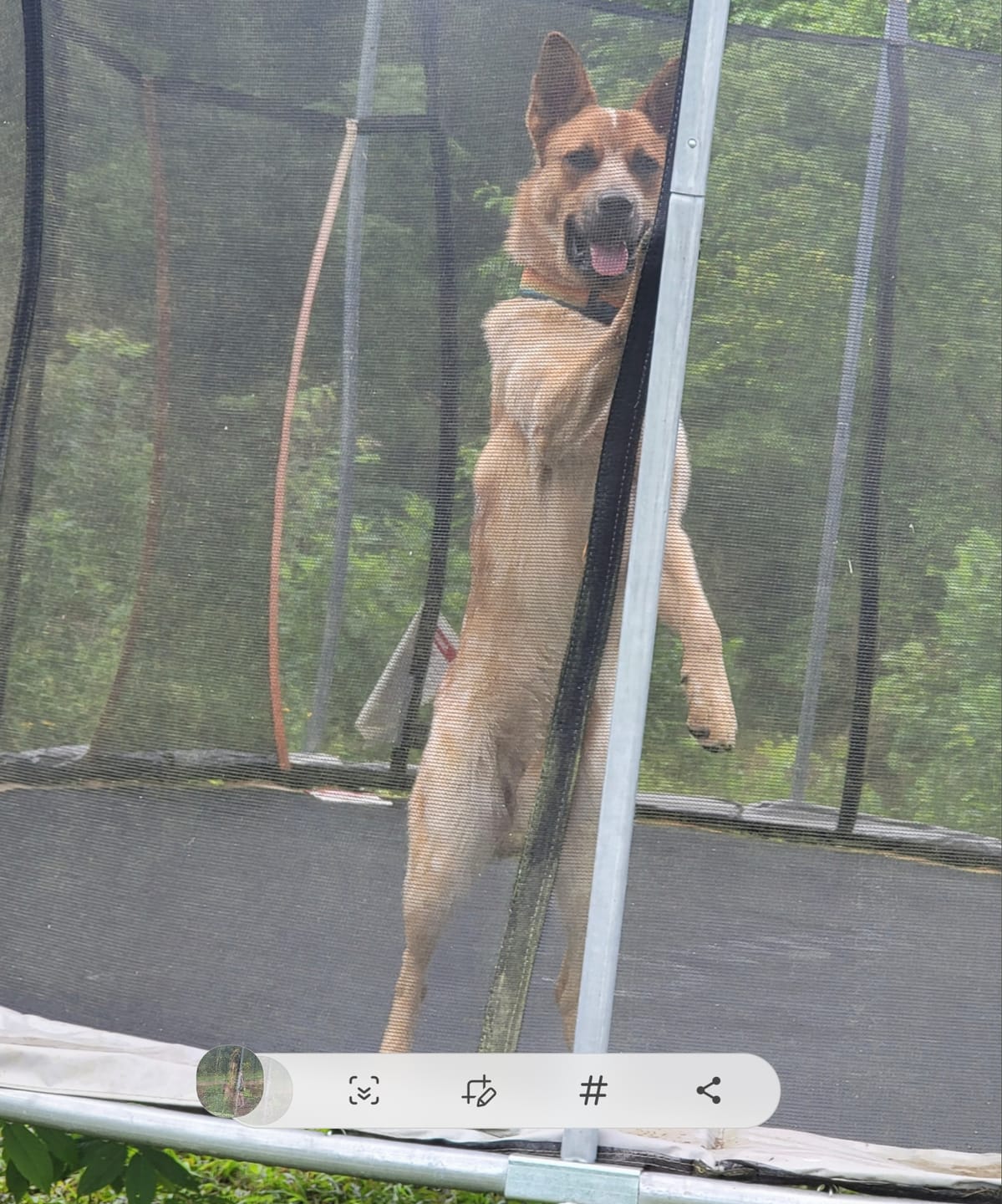Customer photo review of Carrying Case for furMe Grooming Vacuum