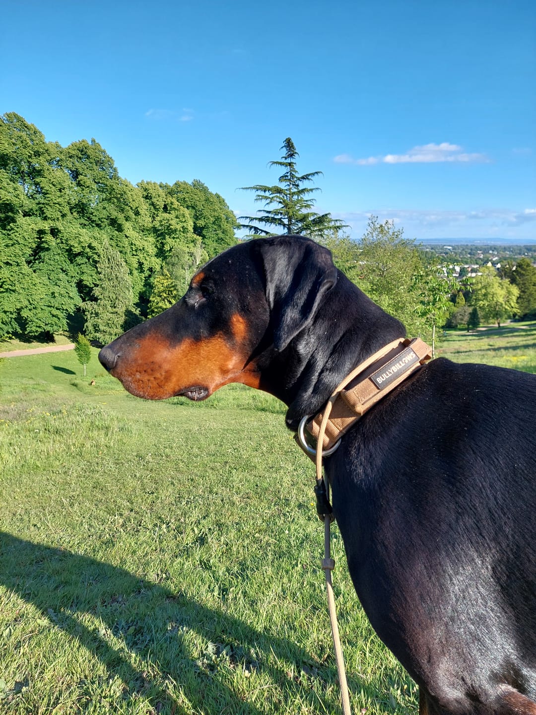 Customer photo review of 4cm Combat® Collar | With Handle & Rated Clip - Military Tan v2.0