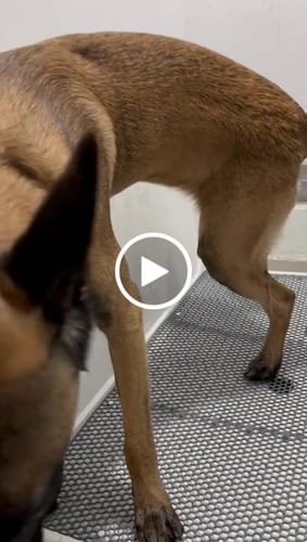 Customer video review of Weasy Cão