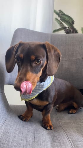 Customer photo review of Gingham Bandana and Scrunchie Set