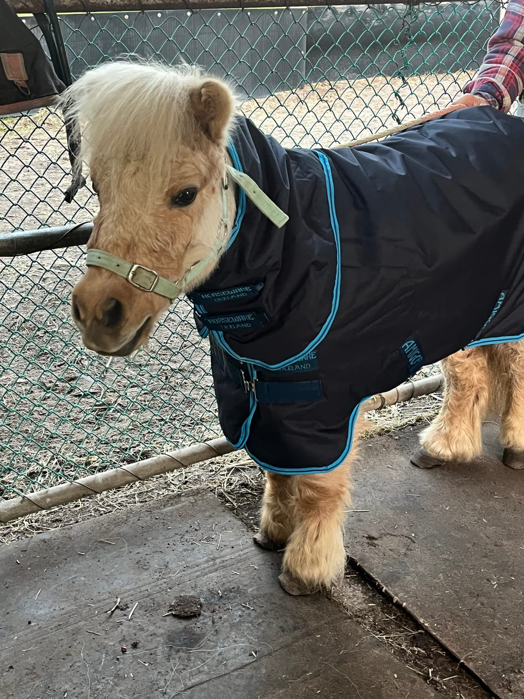 Customer photo review of Amigo Hero 6 Petite Plus Turnout Medium