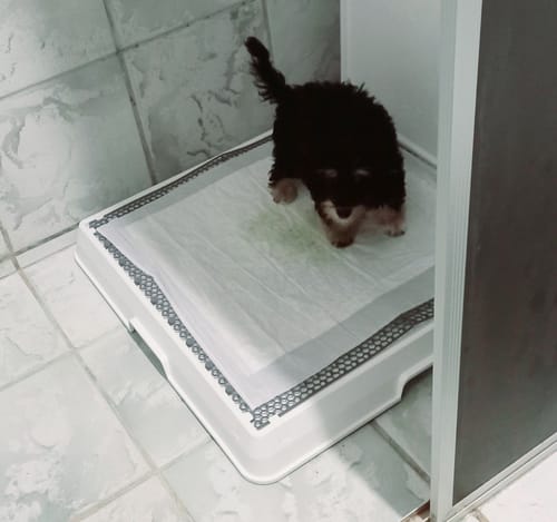 Customer photo review of Weasy Cão