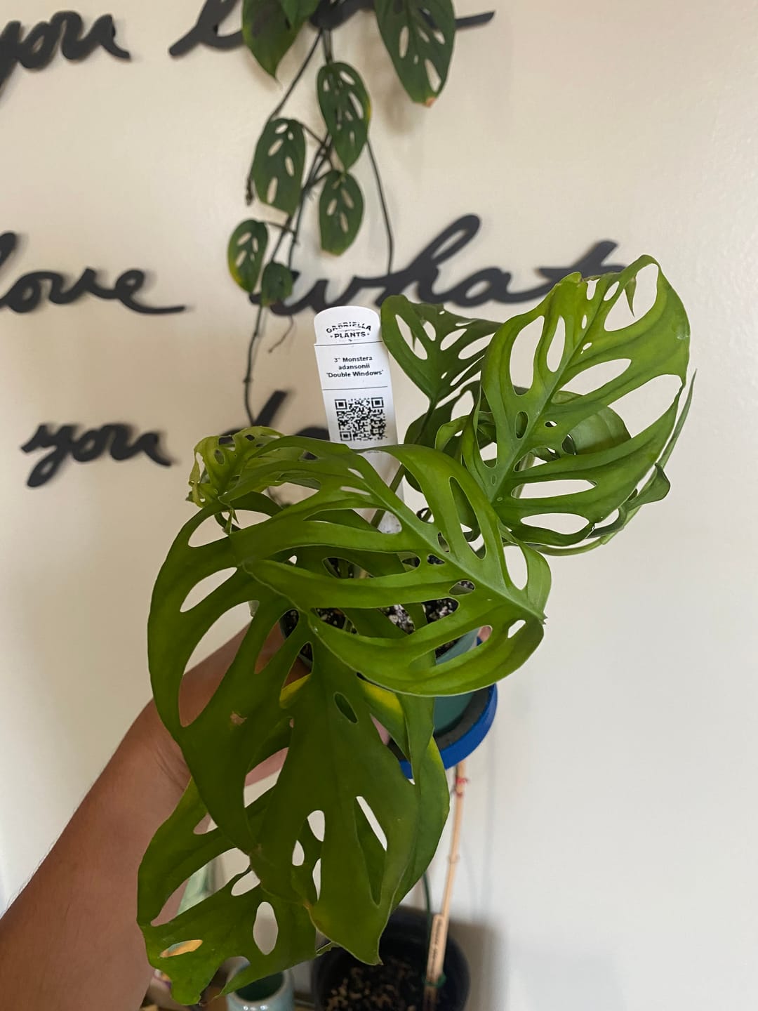 Customer photo review of Monstera adansonii 'Double Windows'