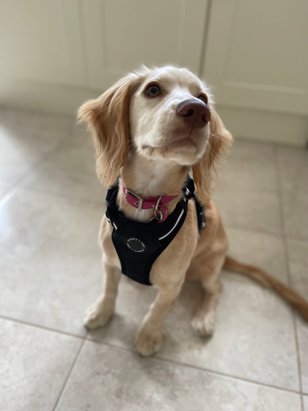 Customer photo review of Luxe Collection | 3-Click Tough Harness | Berry Dalmatian