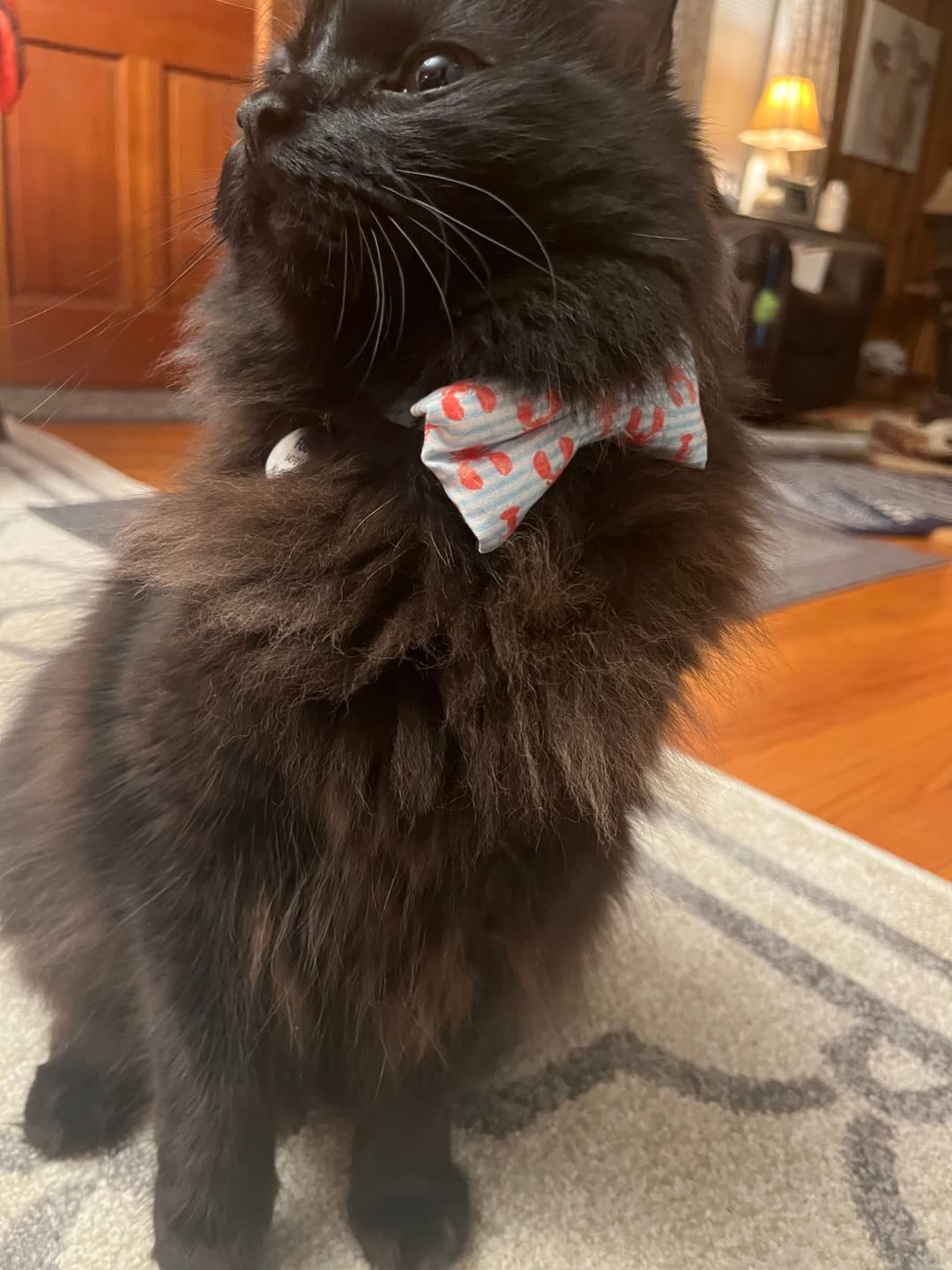 Customer photo review of Nautical Lobster Bow Tie for Dog and Cat Collar