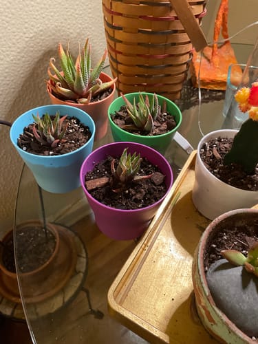 Customer photo review of Firestorm | Sedum Adolphii