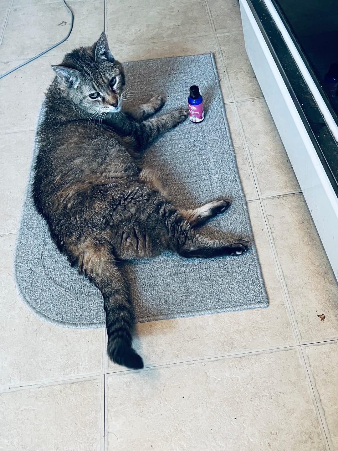 Customer photo review of Hyperthyroidism Supplement for Cats - Treats Cat Hyperthyroid, Patchy Hair Loss, and Helps Cat Weight Gain