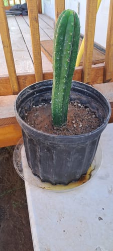 Customer photo review of New Zealand San Pedro Cactus | Non-PC |  Echinopsis (Trichocereus) pachanoi