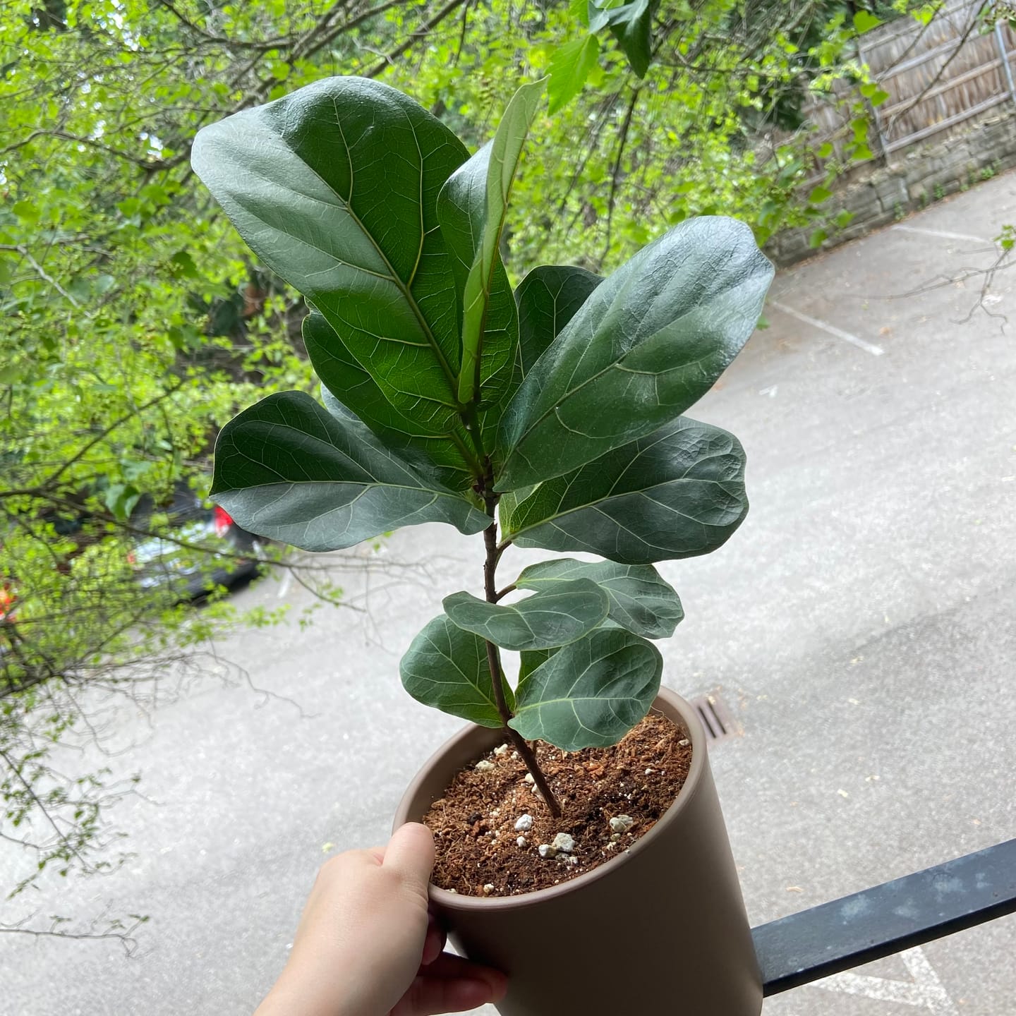 Customer photo review of Ficus lyrata 'Little Sunshine'