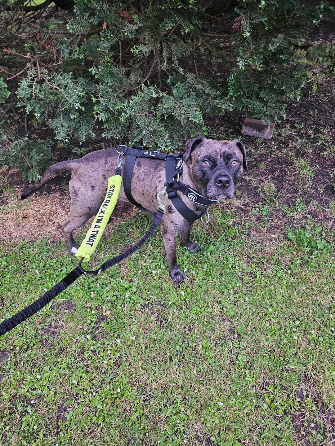 Customer photo review of TRI-Harness® | Anti-Pull, Adjustable & Durable - Dog Trainers Choice -  Black v2.0