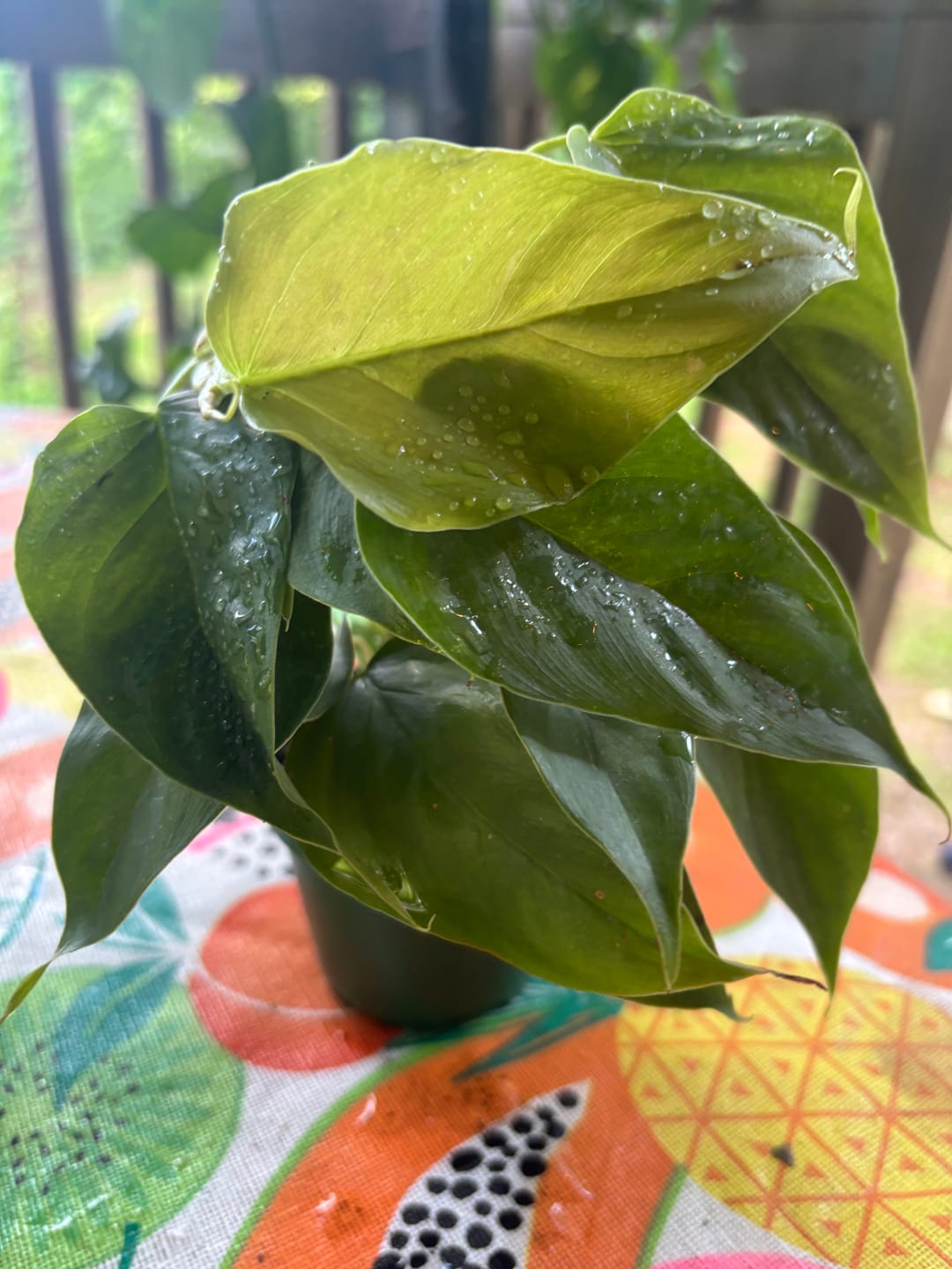 Customer photo review of Philodendron sp. 'Red Mini Machinatza'