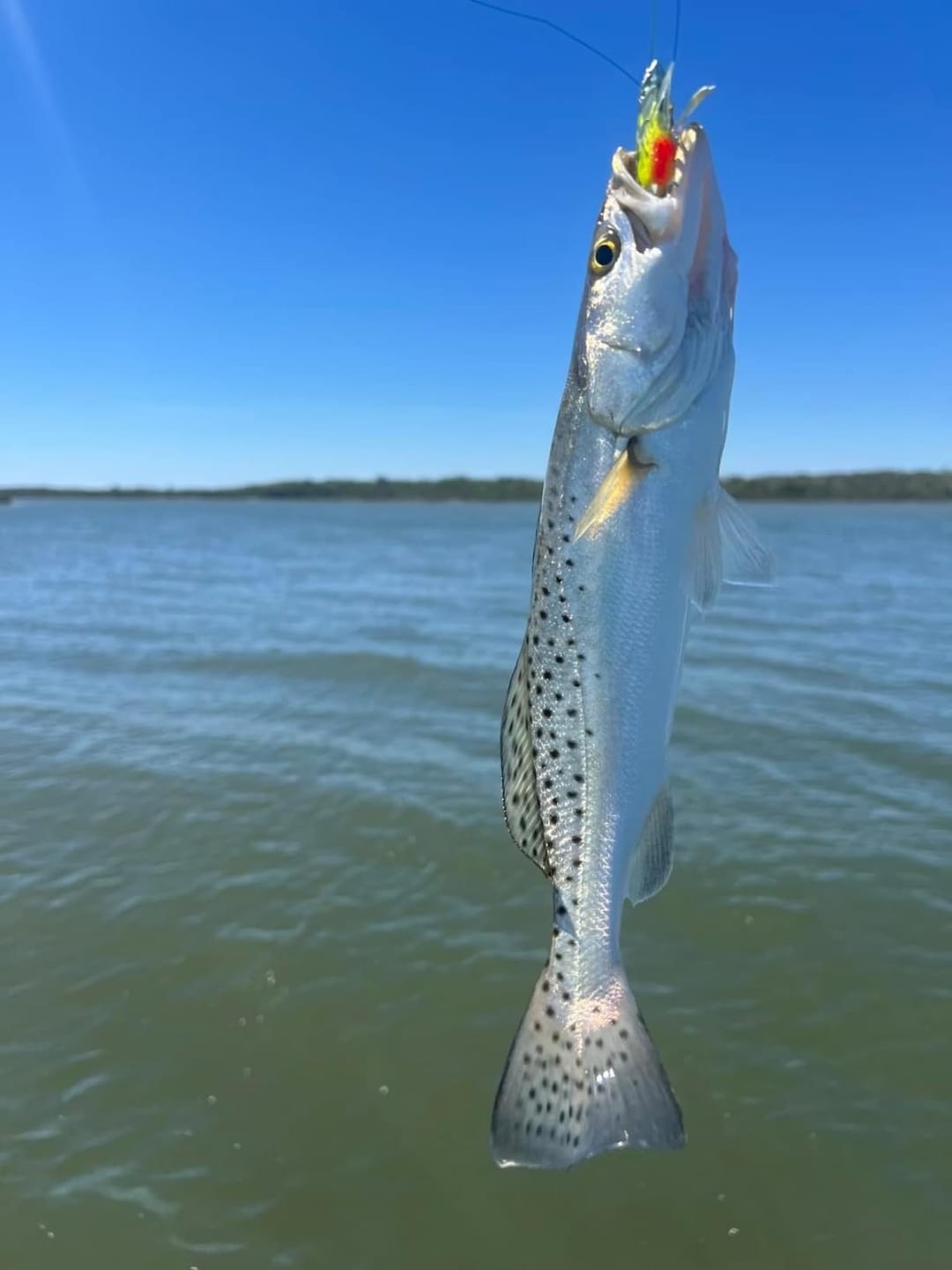 Customer photo review of Pre-Rigged Soft Fishing Lures | BKK Hook | Easy Catch |  Tear-Resistant TPE | Shrimp & Crayfish Swimbaits | Freshwater Saltwater Baits  | For Bass & Trout &Walleye &Pike