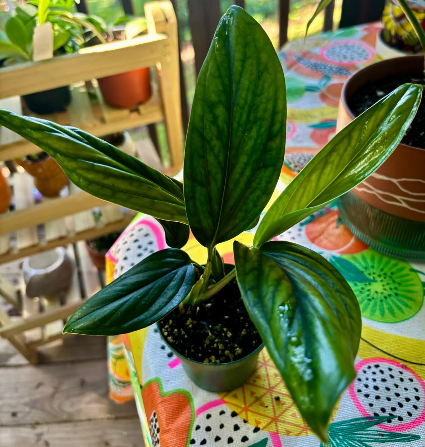 Customer photo review of Monstera aureopinnata