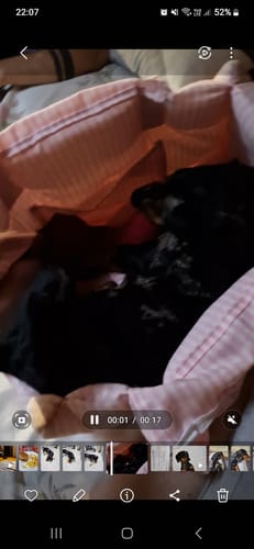 Customer photo review of Trasportino Cotone Vichy Rosa