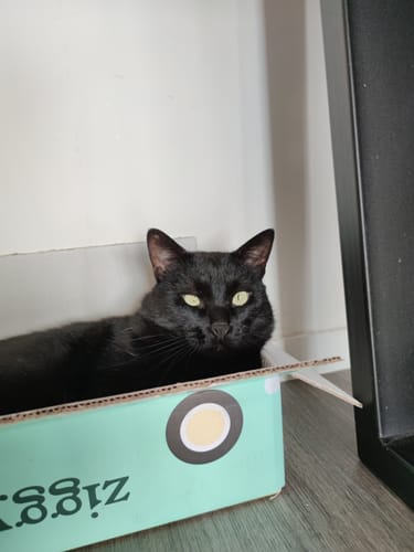 Avis photo d'un client sur Croquettes Chat Stérilisé Sans Céréales - Saumon