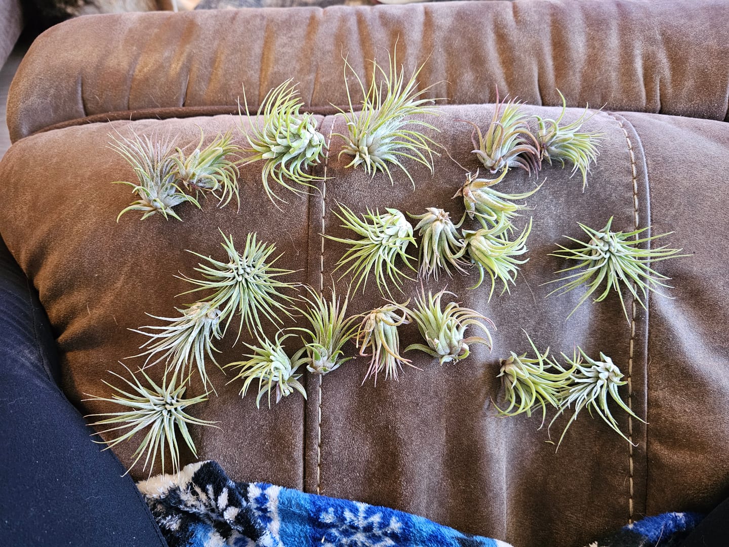 Customer photo review of B Quality Ionantha Variety 3 Pack  ($0.75 Per Plant)