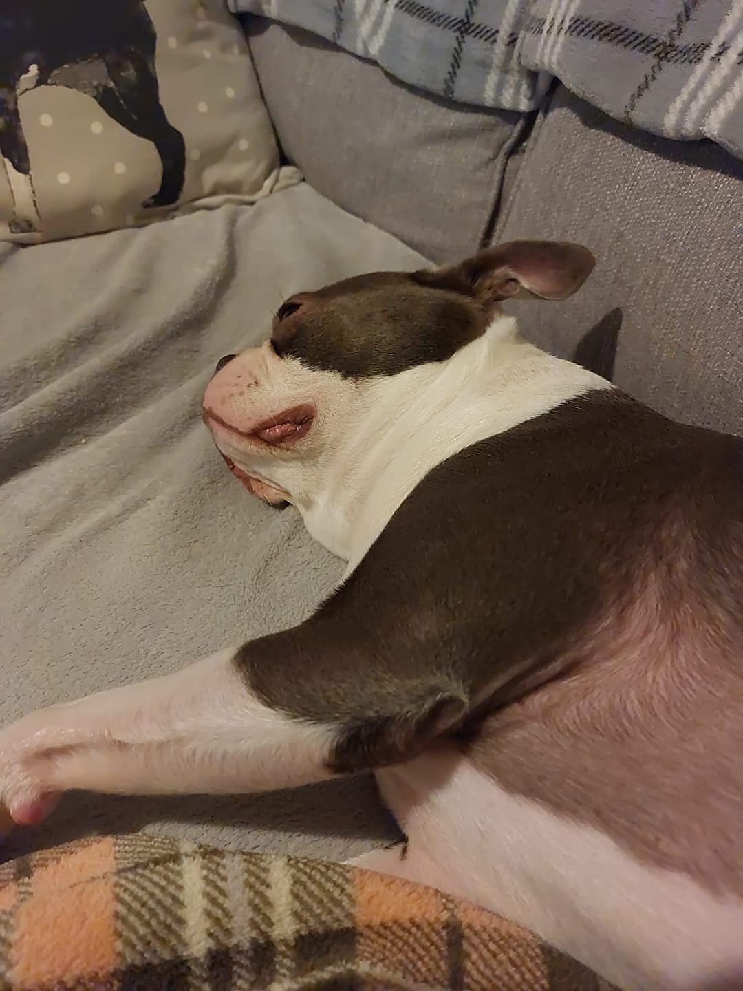 Customer photo review of 4 in 1 Dog Shampoo (Lavender & Chamomile)
