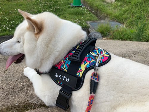 Customer photo review of Petcanva® オーダーメイド犬用ハーネス