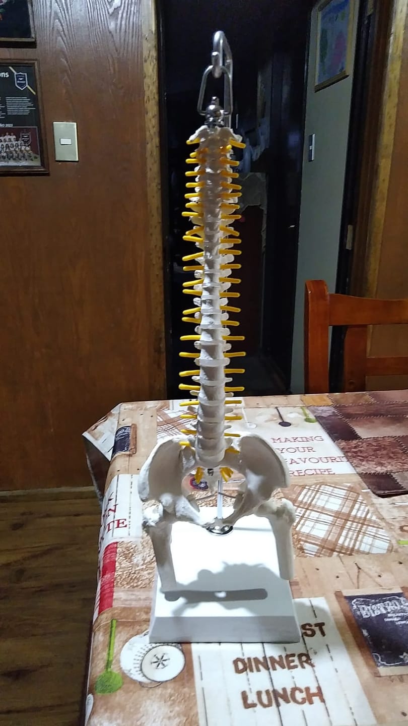 Customer photo review of Columna Vertebral 45 Cm Con Cadera