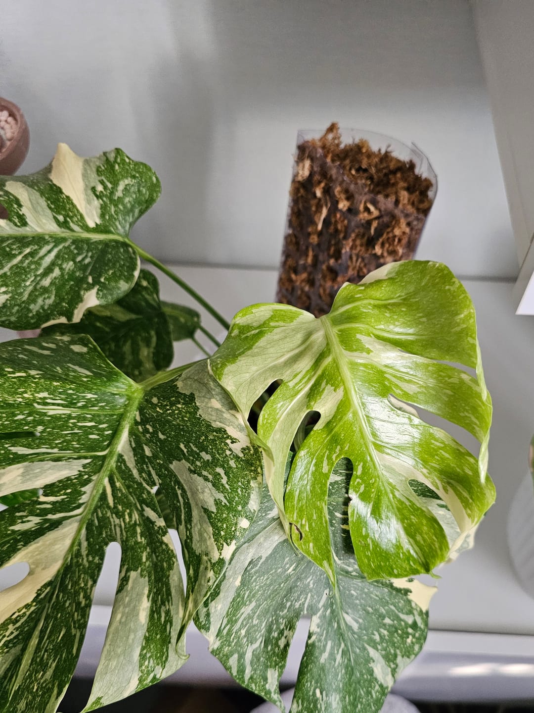 Customer photo review of MONSTERA THAI CONSTELLATION