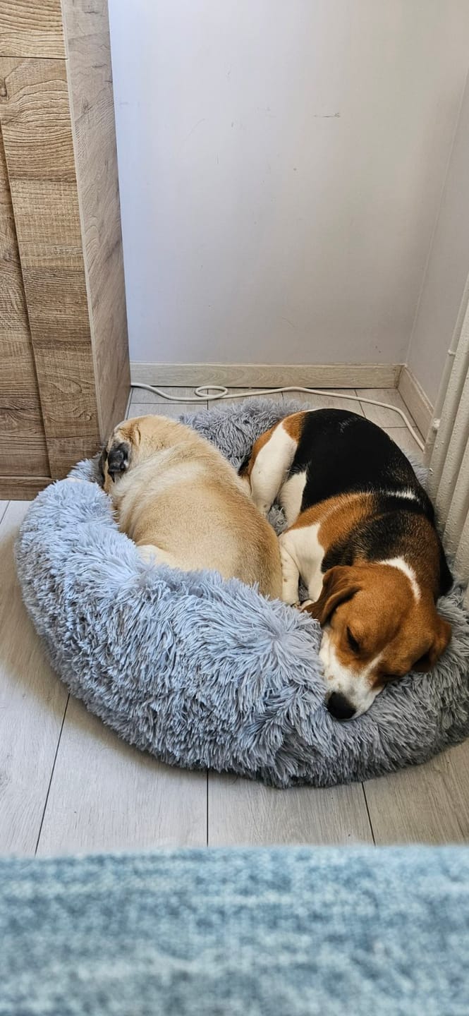 Customer photo review of Umirujući Krevet za Pse