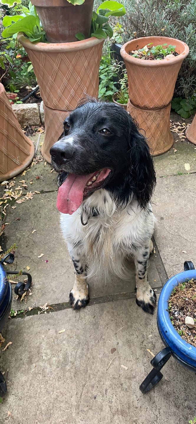 Customer photo review of 4 in 1 Dog Shampoo (Lavender & Chamomile)