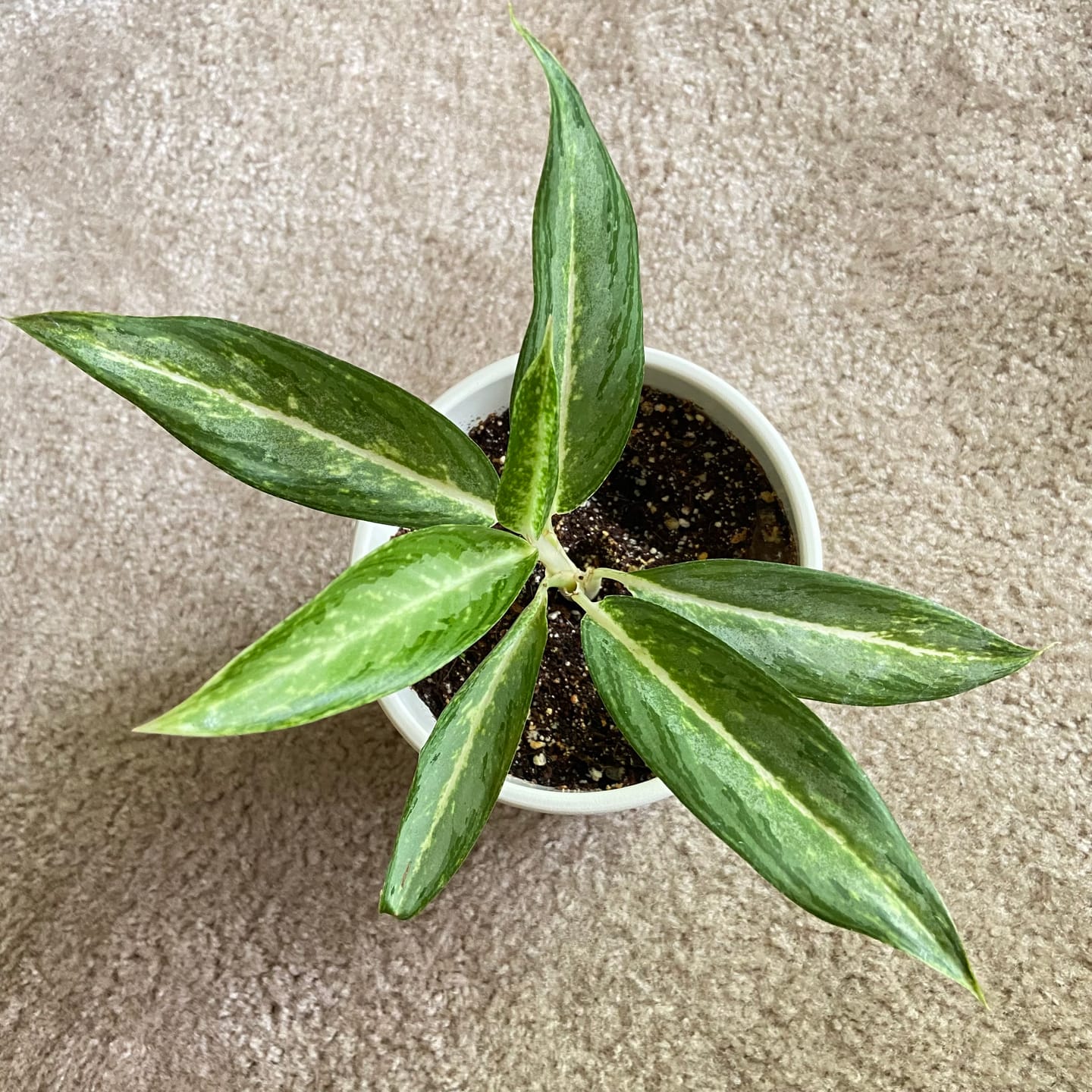 Customer photo review of Aglaonema 'White Rain'