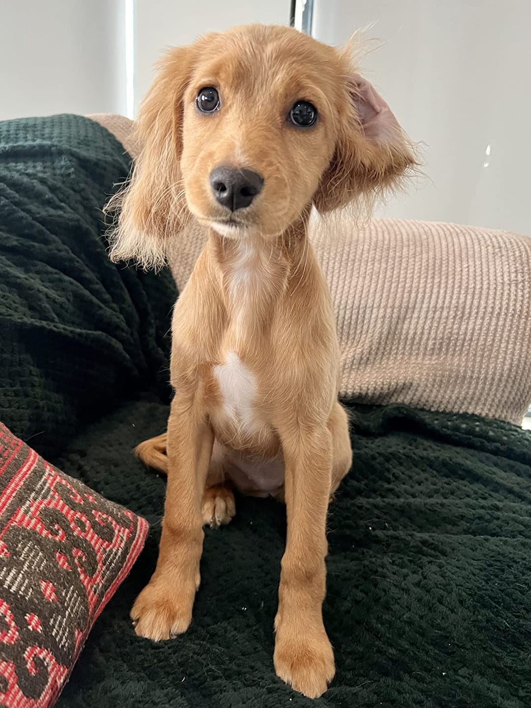 Customer photo review of 4 in 1 Dog Shampoo (Lavender & Chamomile)