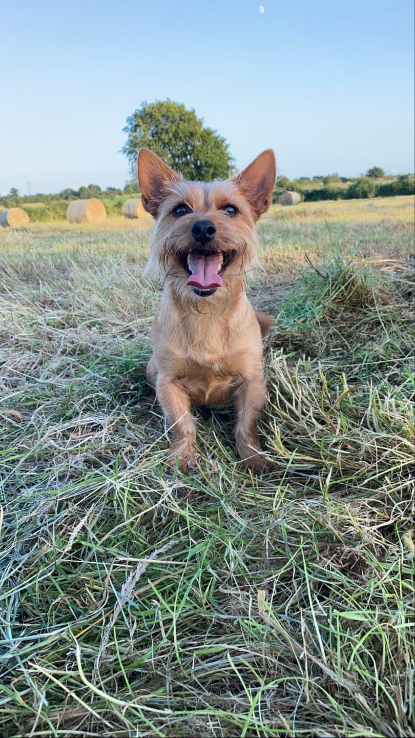 Customer photo review of 4 in 1 Dog Shampoo (Lavender & Chamomile)