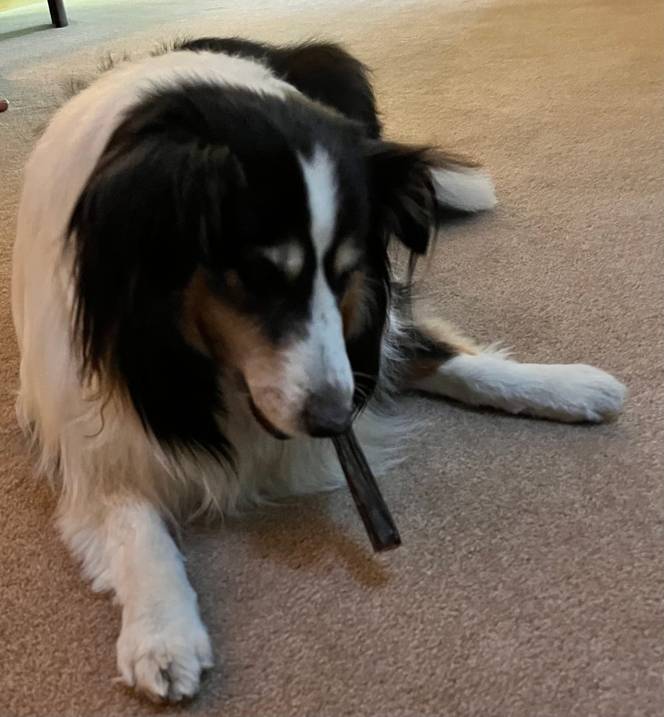 Customer photo review of 6 Inch Beef Jerky Stick